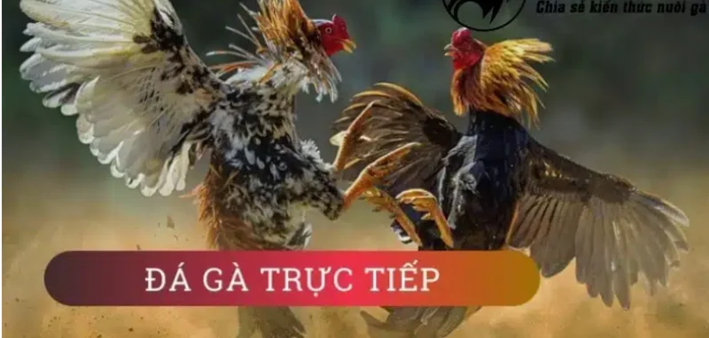 Cách xem trực tiếp đá gà trên điện thoại cần lưu ý những gì?